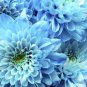 100 PCS Seeds Zinnia Pretty Pastel Mixed Flower