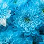 100 PCS Seeds Zinnia Pretty Pastel Mixed Flower