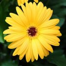 1000 PCS Seeds African Daisy Fantastic Annual Gerbera jamesonii Flowers