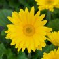 1000 PCS Seeds African Daisy Fantastic Annual Gerbera jamesonii Flowers