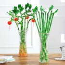 Lucky Bamboo Home Garden Decoration Perennial Indoor Plant 50 PCS Seeds Lucky Bamboo Home Garden Decoration Perennial Indoor Plant 50 PCS Seeds