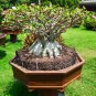 Adenium socotranum 100 PCS Seeds