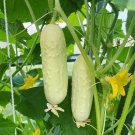 Miniature Sweet White Cucumber Cucumis Sativus 10 PCS Seeds Miniature Sweet White Cucumber Cucumis Sativus 10 PCS Seeds