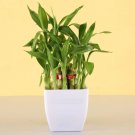 Lucky Bamboo Green Indoor Plants 50 PCS Seeds