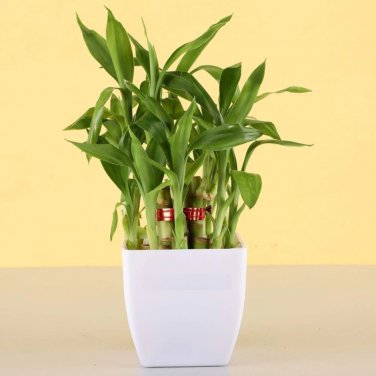 Lucky Bamboo Green Indoor Plants 50 PCS Seeds