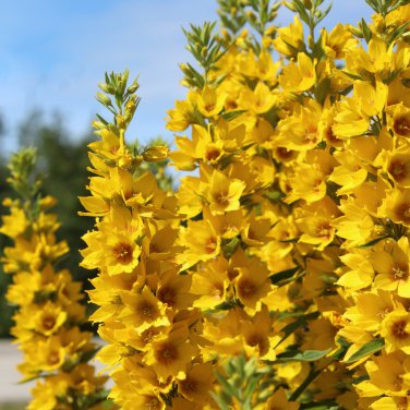 Lysimachia Punctata Perennial 100 PCS Seeds