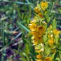 Lysimachia Punctata Perennial 100 PCS Seeds