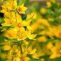 Lysimachia Punctata Perennial 100 PCS Seeds