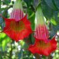 Mix Datura Flower Datura Dwarf Brugmansia Suaveolens Flamenco 100 PCS Seeds