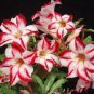 Lyin eyes' Colorful Adenium Desert Rose 2 PCS Seeds