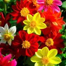 Mix Dahlia Hybrida Dwarf Dahlia Flowrs 30 PCS Seeds Mix Dahlia Hybrida Dwarf Dahlia Flowrs 30 PCS Seeds