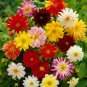Mix Dahlia Hybrida Dwarf Dahlia Flowrs 30 PCS Seeds