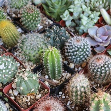 Mix Cactus Echinopsis Tubiflora Ball Cactus Perennial Succulent 10 PCS Seeds