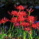 Lycoris Species of Fresh Bulbs Garden Plants Potted 10 PCS Seeds Lycoris Species of Fresh Bulbs Garden Plants Potted 10 PCS Seeds