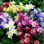 Mix Columbine Aquilegia Viridiflora Shade Perennial Flowers 50 PCS Seeds