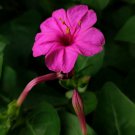 Mirabilis Jalapa Purple Four O'clock Perennial Flower 20 PCS Seeds