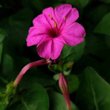 Mirabilis Jalapa Purple Four O'clock Perennial Flower 20 PCS Seeds