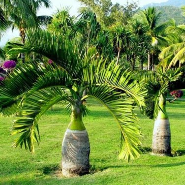 Mix Colors Japan Bottle Palm Tree Bonsai Exotic Tree Tropical 10 PCS Seeds