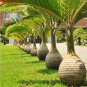 Mix Colors Japan Bottle Palm Tree Bonsai Exotic Tree Tropical 10 PCS Seeds