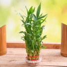 Lucky Bamboo Bonsai Small Potted Plants 50 PCS Seeds Lucky Bamboo Bonsai Small Potted Plants 50 PCS Seeds