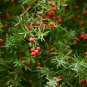 Lucid Asparagus Chinese Herbs 6 PCS Seeds