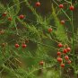 Lucid Asparagus Chinese Herbs 6 PCS Seeds
