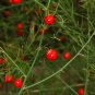 Lucid Asparagus Chinese Herbs 6 PCS Seeds