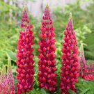 Lupine Perennial Flowers 15 PCS Seeds