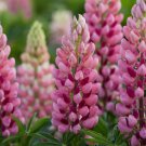 Mix Color Lupine Plants Annual Succulent groundcover Flower 200 PCS Seeds Mix Color Lupine Plants Annual Succulent groundcover Flower 200 PCS Seeds