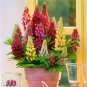 Mix Color Lupine Plants Annual Succulent groundcover Flower 200 PCS Seeds
