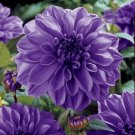 Mix Color Dahlia Flower Bonsai Flower Plant 30 PCS Seeds Mix Color Dahlia Flower Bonsai Flower Plant 30 PCS Seeds