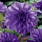 Mix Color Dahlia Flower Bonsai Flower Plant 30 PCS Seeds