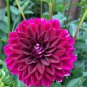 Mix Color Dahlia Flower Bonsai Flower Plant 30 PCS Seeds