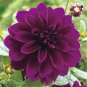 Mix Color Dahlia Flower Bonsai Flower Plant 30 PCS Seeds