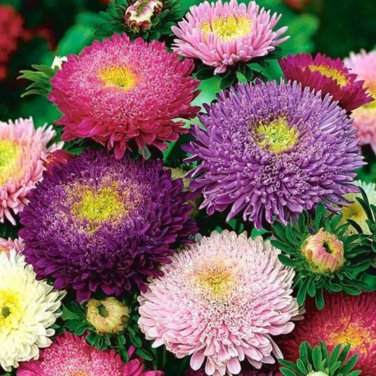 Mix China Aster Callistephus Flower 50 PCS Seeds