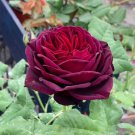 Louis Xiv Rose Perennials 50 PCS Seeds