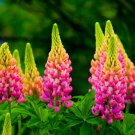 Lupine Bonsai Plants for Home Garden Easy to Grow 200 PCS Seeds Lupine Bonsai Plants for Home Garden Easy to Grow 200 PCS Seeds