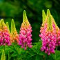 Lupine Bonsai Plants for Home Garden Easy to Grow 200 PCS Seeds