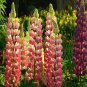 Lupine Bonsai Plants for Home Garden Easy to Grow 200 PCS Seeds