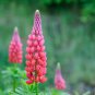 Lupine Bonsai Plants for Home Garden Easy to Grow 200 PCS Seeds