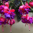Purple Double Petals Fuchsia Flores Bonsai Potted Flower 100 PCS Seeds