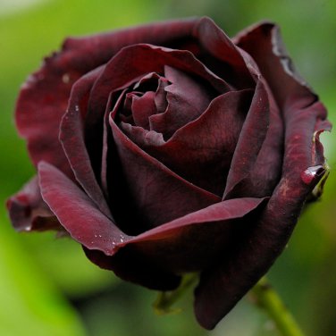 Louis Xiv Rose 200 PCS Seeds