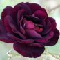 Louis Xiv Rose 200 PCS Seeds