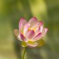 Lotus Nelumbo Nucifera Yellow Light Pink Rose Red Double Flower 50 PCS Seeds