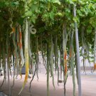 Long Snake Gourd 'Trichosanthes cucumerina' 4 PCS Seeds