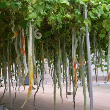Long Snake Gourd 'Trichosanthes cucumerina' 4 PCS Seeds