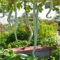 Long Snake Gourd 'Trichosanthes cucumerina' 4 PCS Seeds