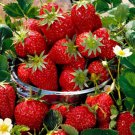 Loran F1 Strawberry 100 PCS Seeds