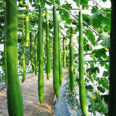 Long Loofah Organic 15 PCS Seeds