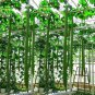 Long Loofah Organic 15 PCS Seeds
